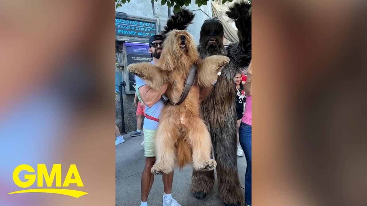 Dog resembling Chewbacca meets his 'biological dad' at Disneyland