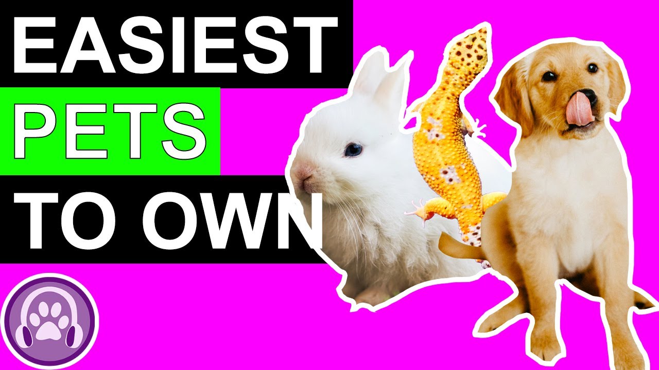 The Top 5 EASIEST Pets to Own!