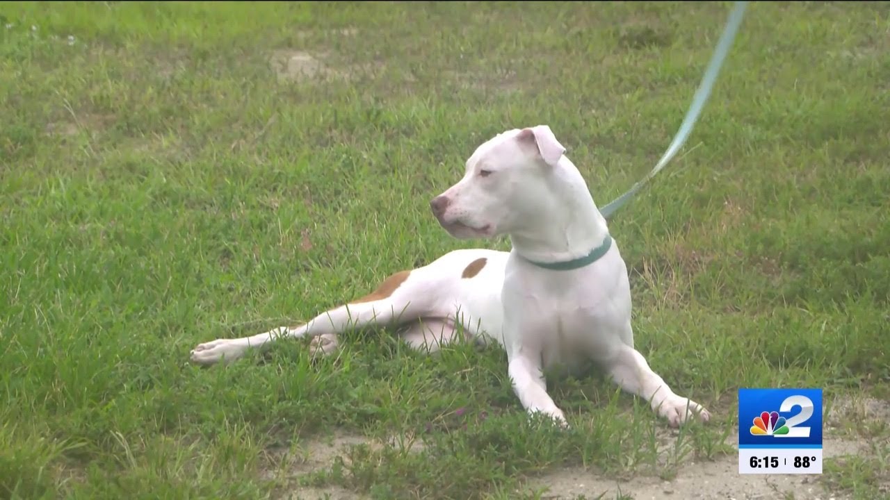 Florida lifts dog breed restrictions