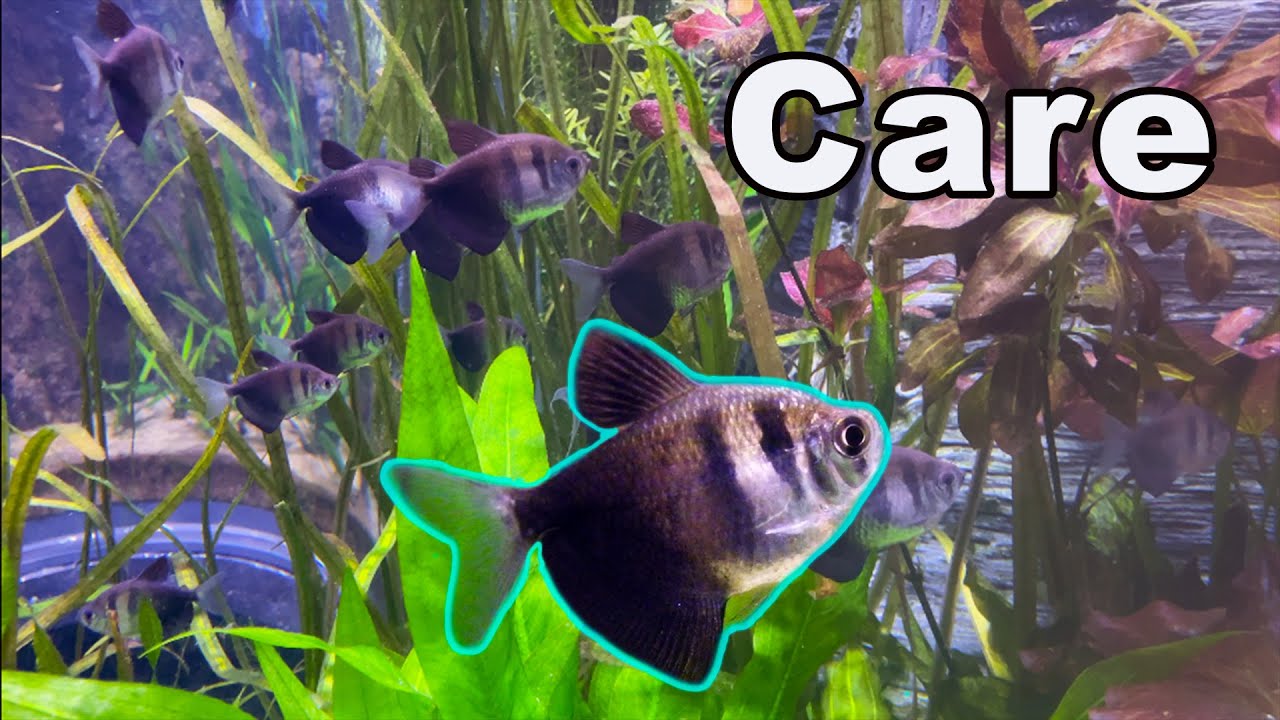 Black Skirt Tetra Care: A Hardy Beginner Tetra!