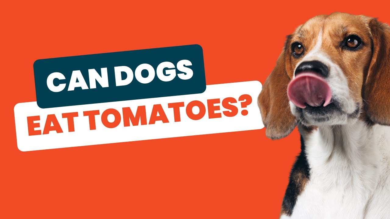 Can Dogs Eat Tomatoes? The Surprising Truth Revealed!