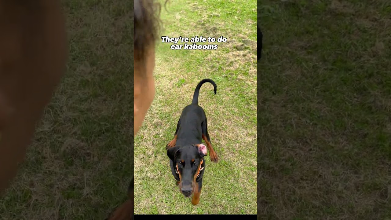 Dobermans ears are perfect just the way they are