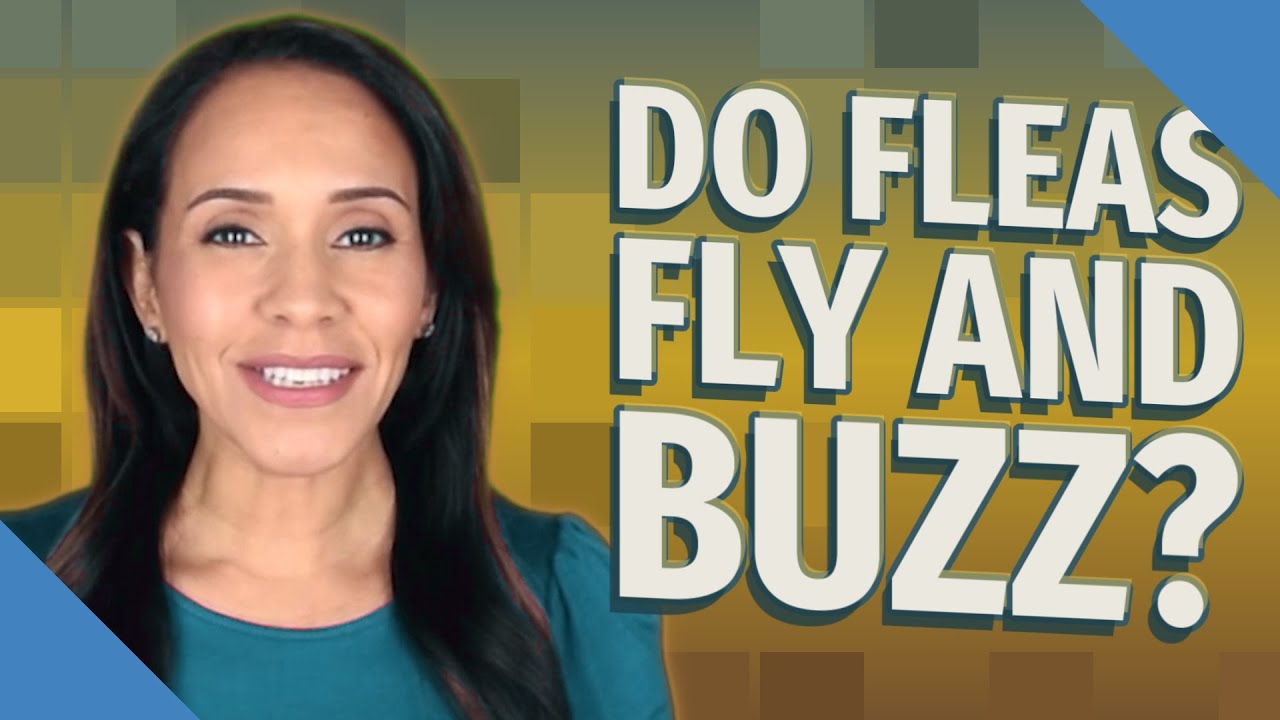 Do fleas fly and buzz?
