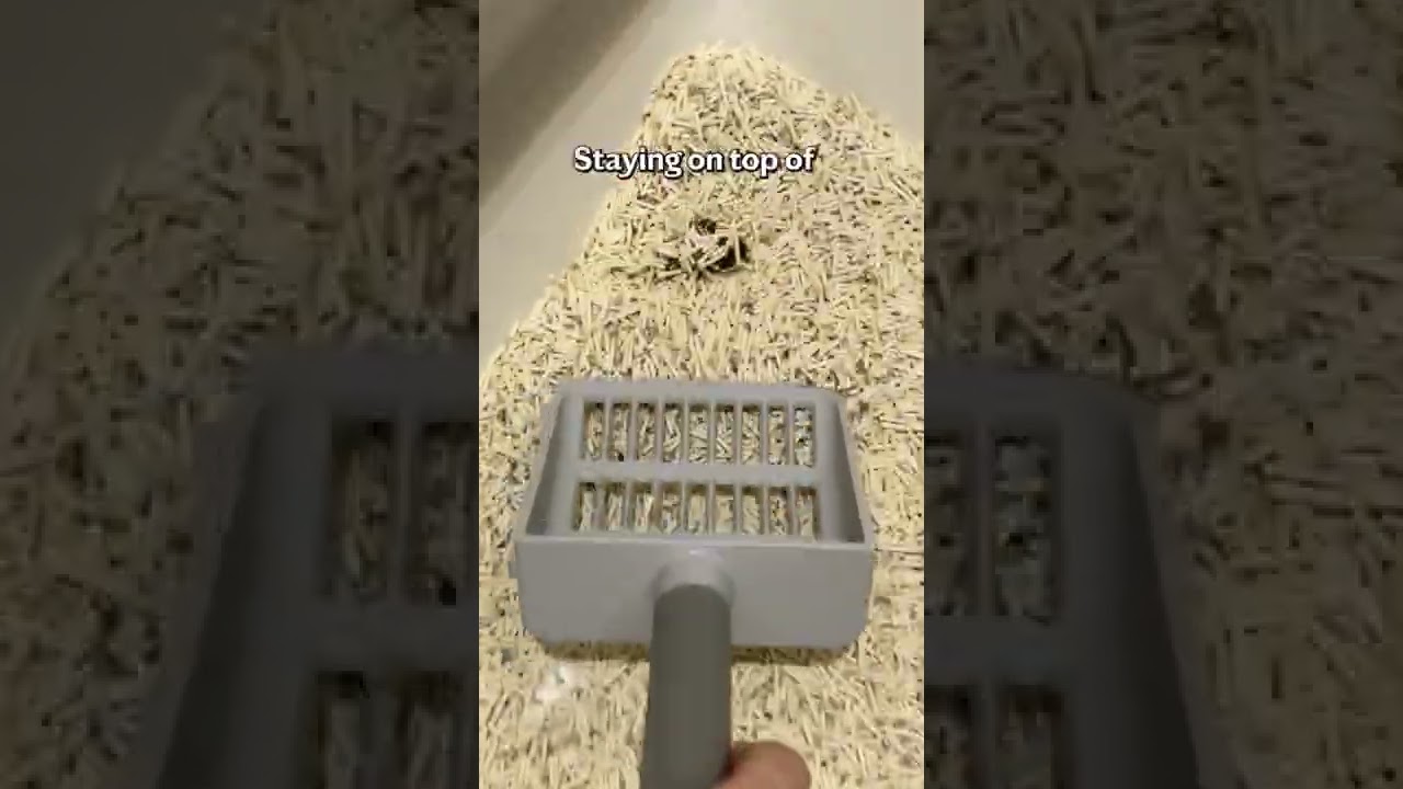 How often should you clean the litter box?