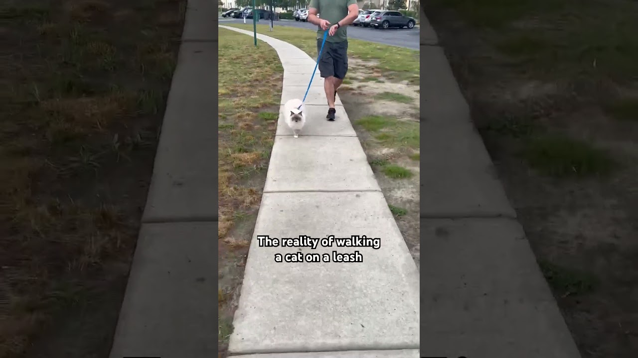Walking a Cat on a Leash