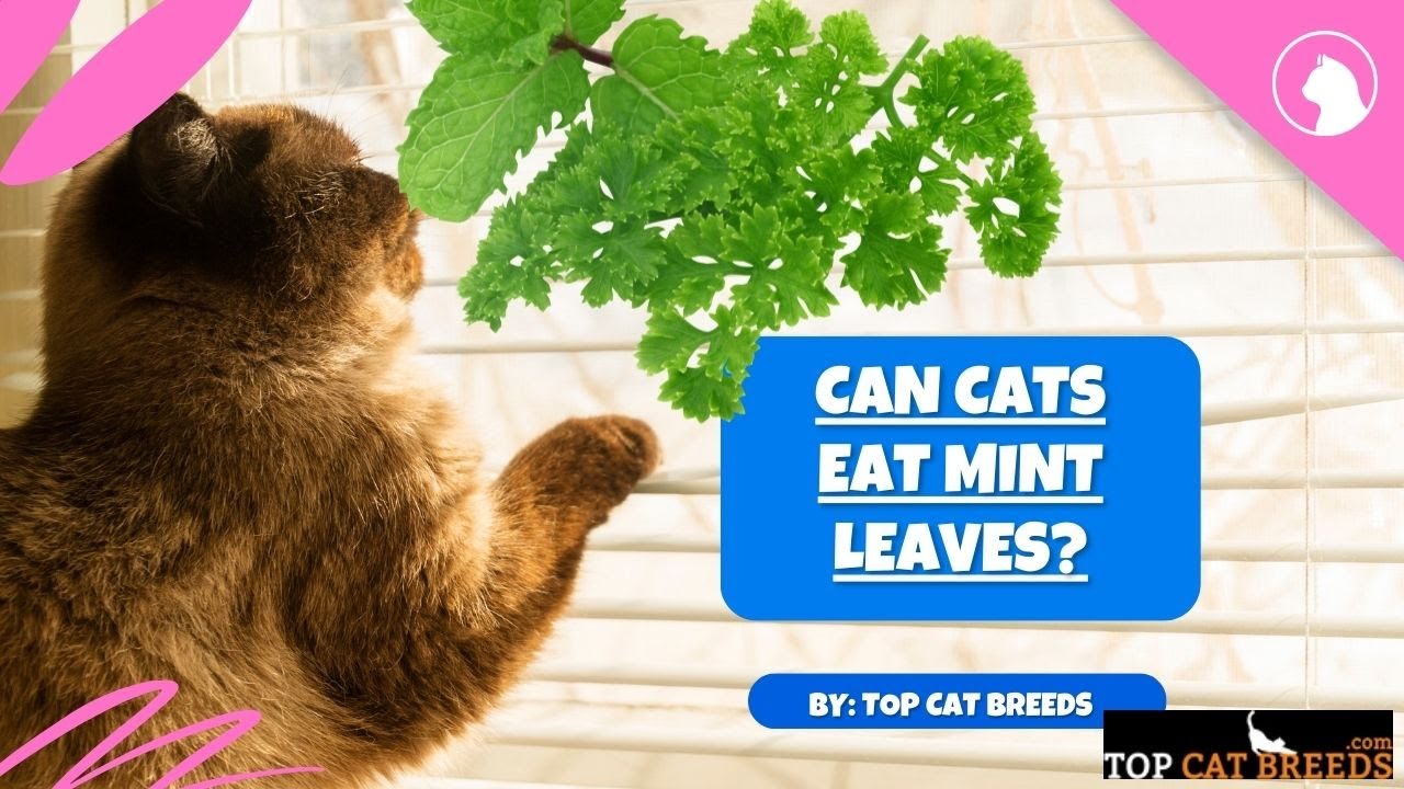 Can Cats Eat Mint Leaves | Top Cat Breeds