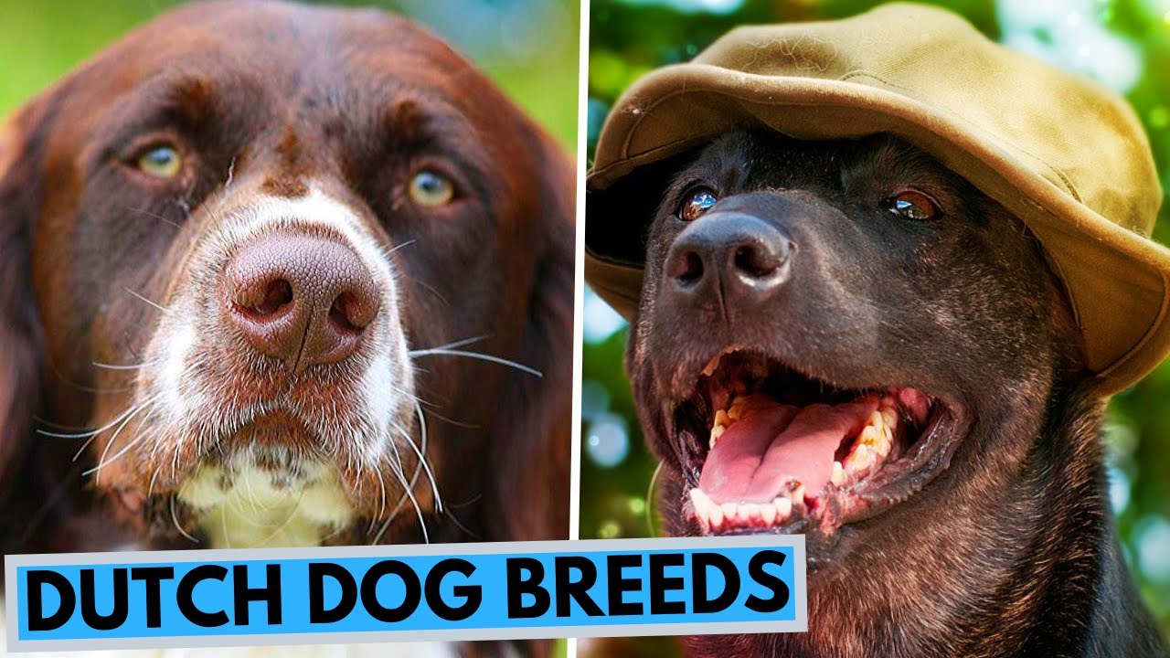 TOP 10 Dutch Dog Breeds List