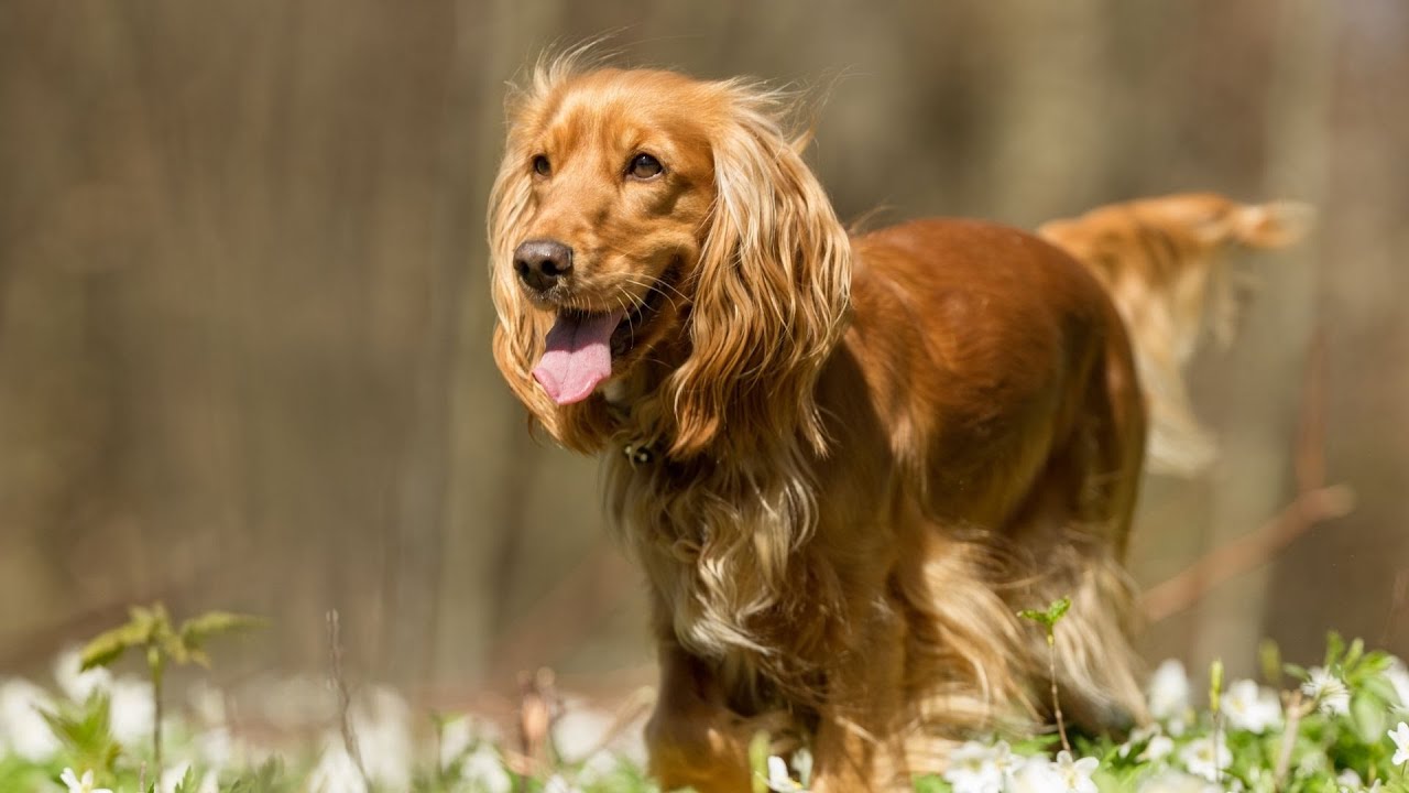 The Top 10 Cocker Spaniel Mix Breeds