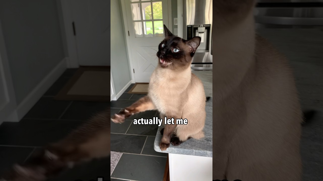 I Tried a Steam Brush on my Feisty Cat 😳