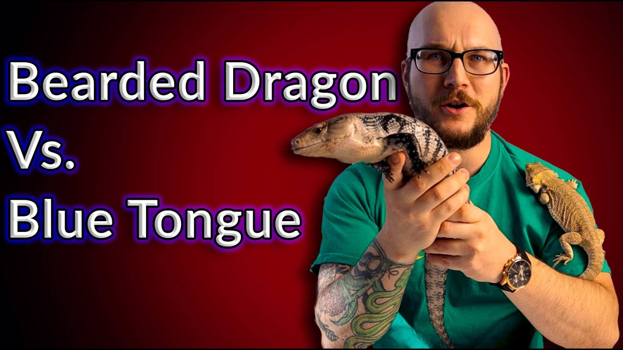 Bearded Dragon Vs Blue Tongue Skink | Which Is The Best Pet Lizard For You