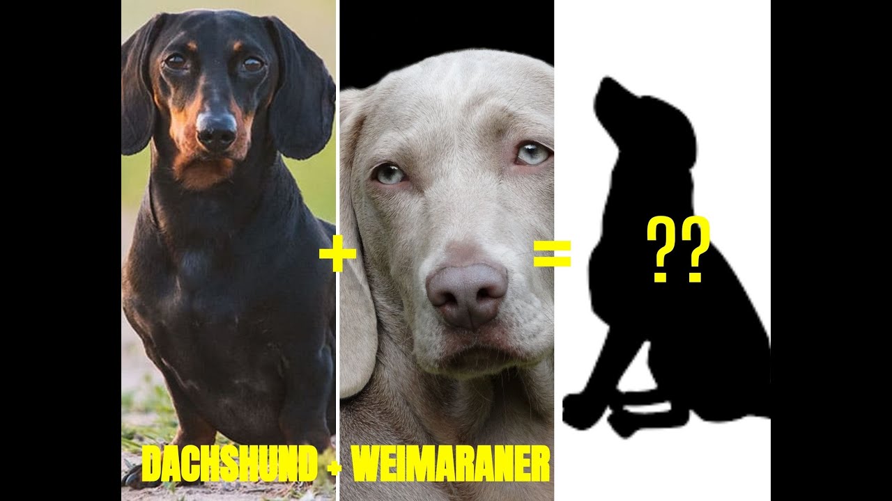 Top 20 Dachshund Mix Breed You Don't Know About |Opposum|