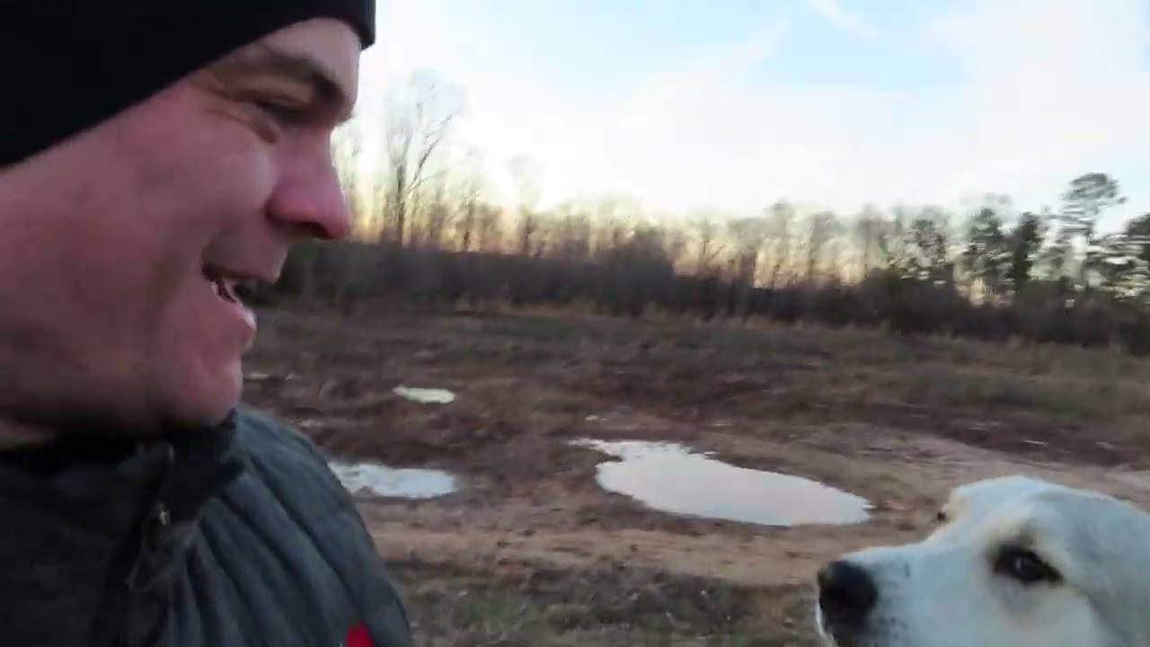 Great Pyrenees and Great Pyrenees Anatolian Shepherd Mix in South Carolina