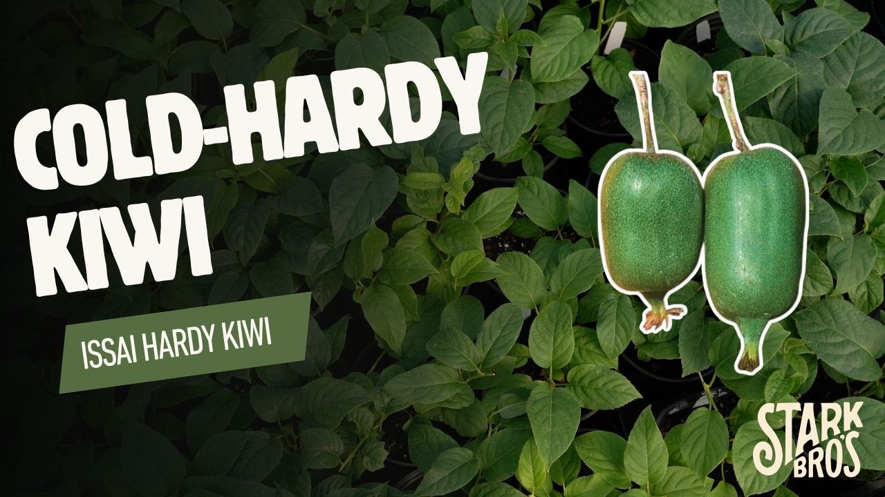 IssaI Hardy Kiwi - Cold Hardy Kiwi