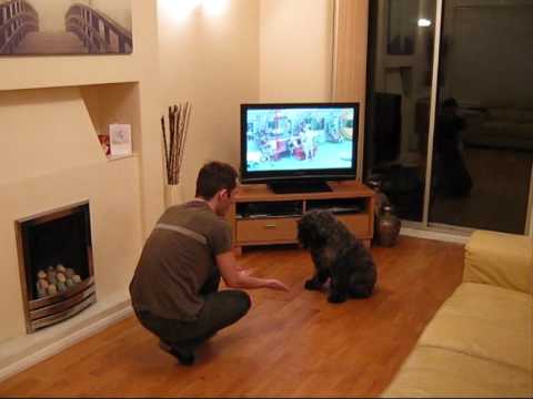 Bouvier Des Flandres Puppy 4 months old doing some tricks