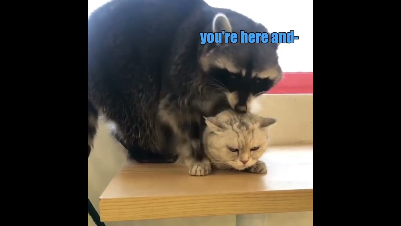 Raccoon vs Catnip