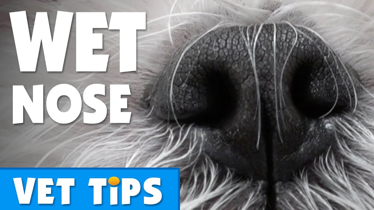 Why are dogs noses wet? | Bondi Vet