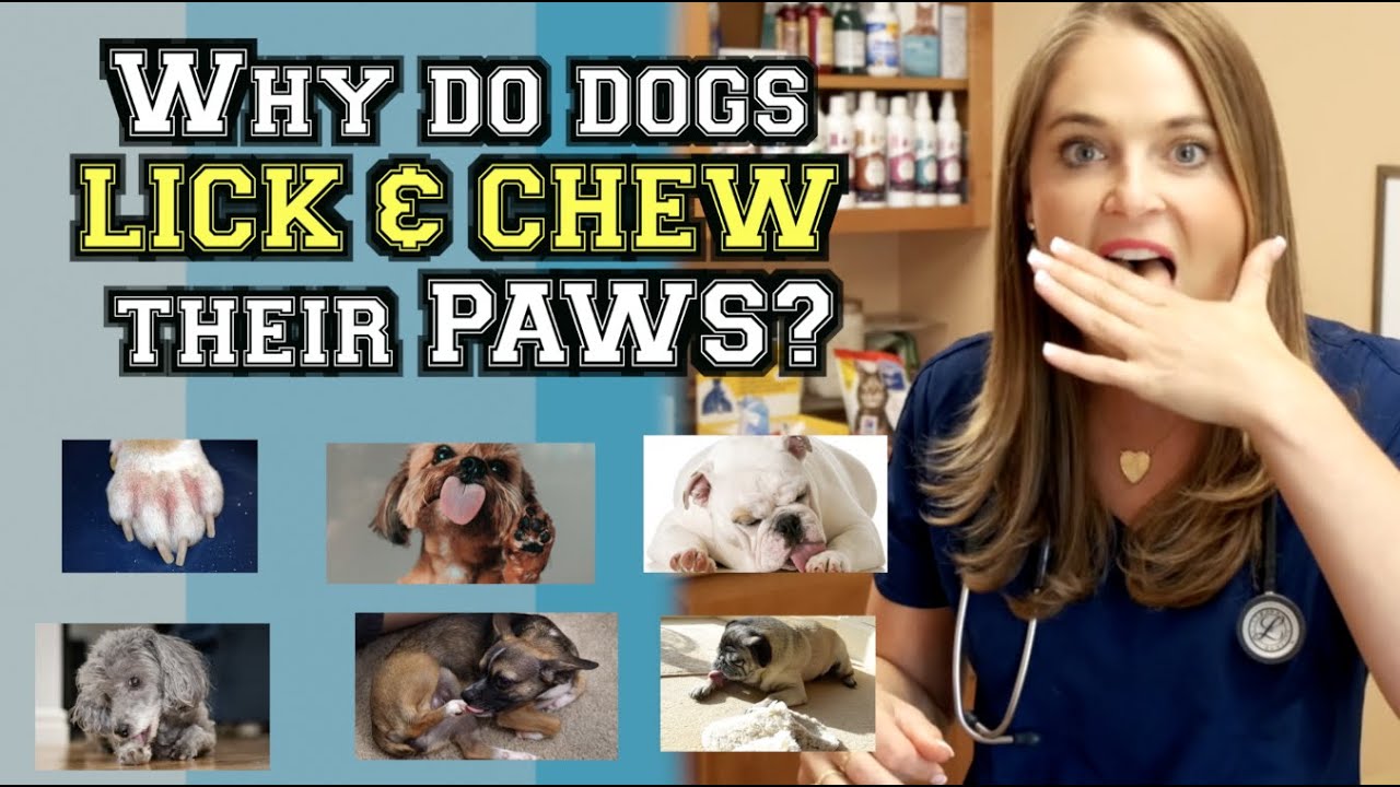 WHY DO DOGS LICK AND CHEW THEIR PAWS? | Veterinarian Explains
