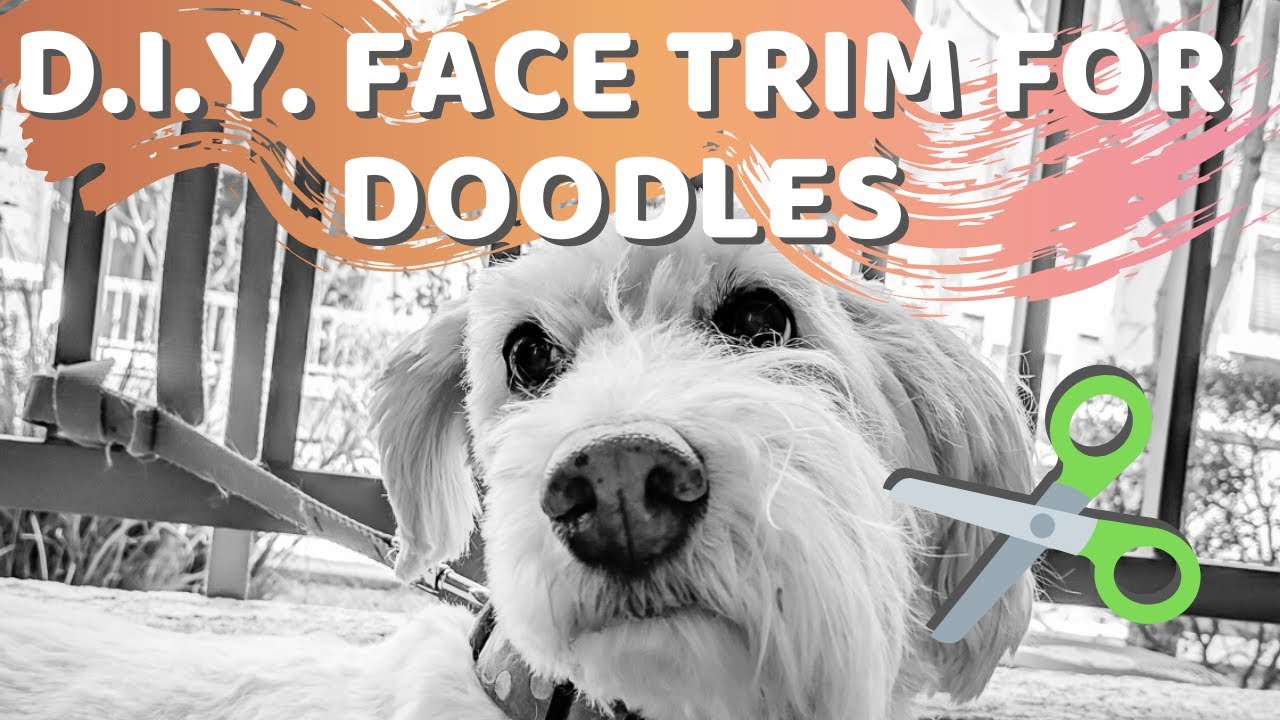 How to Trim Your Doodle's Face - Aussiedoodle, Labradoodle, Goldendoodle, Bernedoodle Grooming