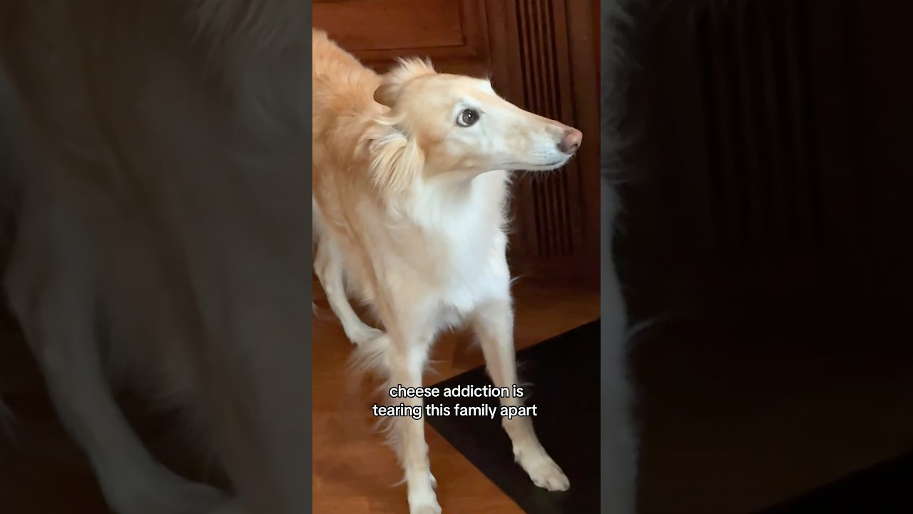 the cheese tax, but at what cost #borzoi #silkenwindhound #dogs #petcontent