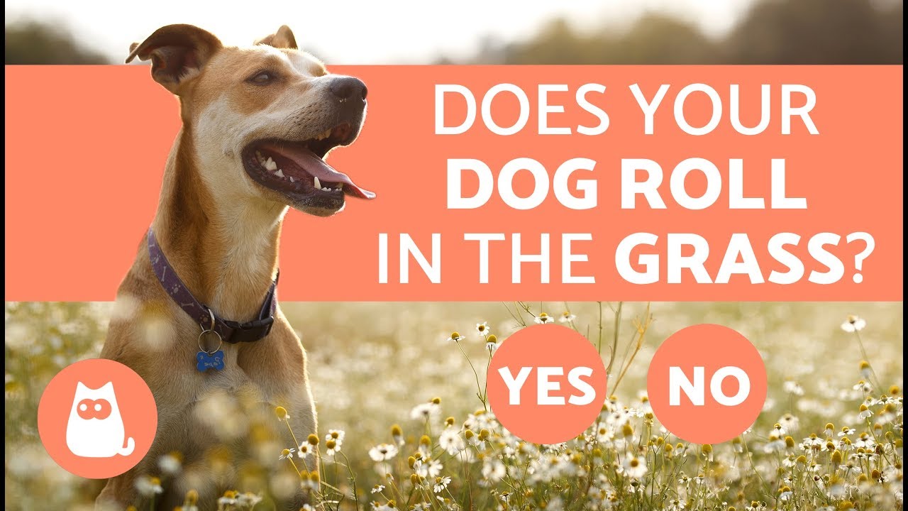 Why Do Dogs Roll in the Grass?
