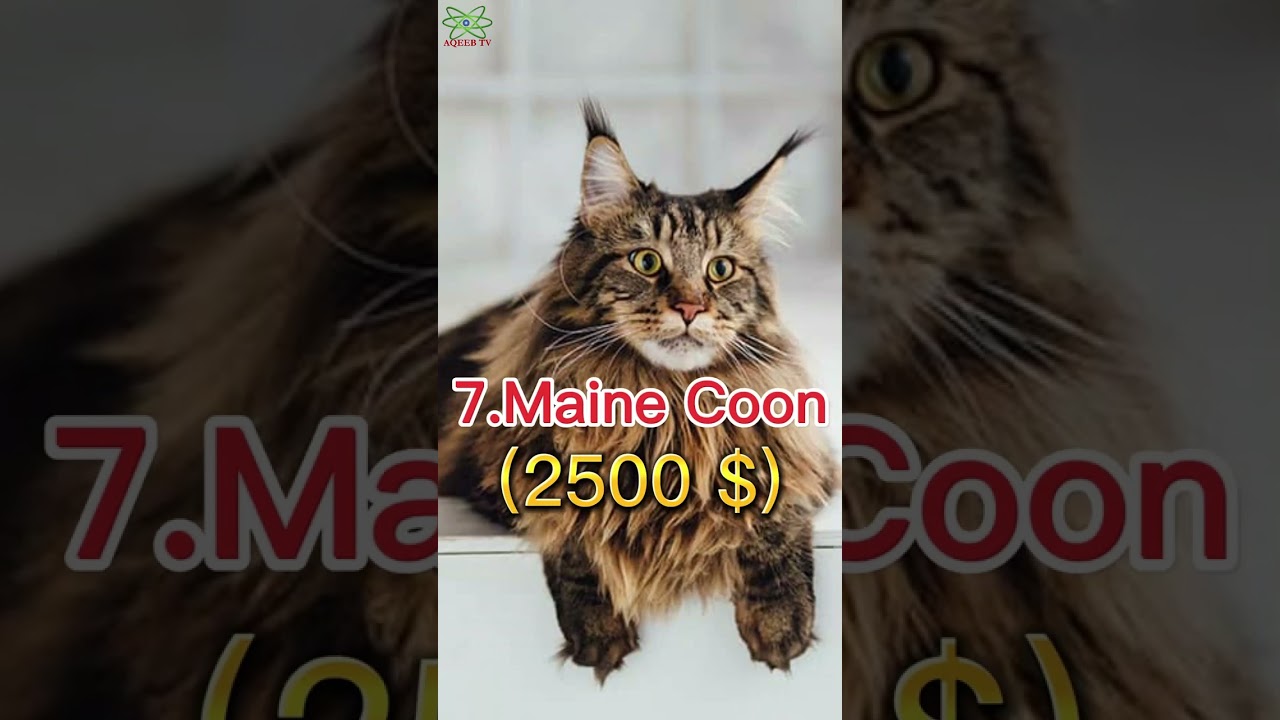 TOP 10 MOST EXPENSIVE CAT BREEDS IN THE WORLD #viral #2023