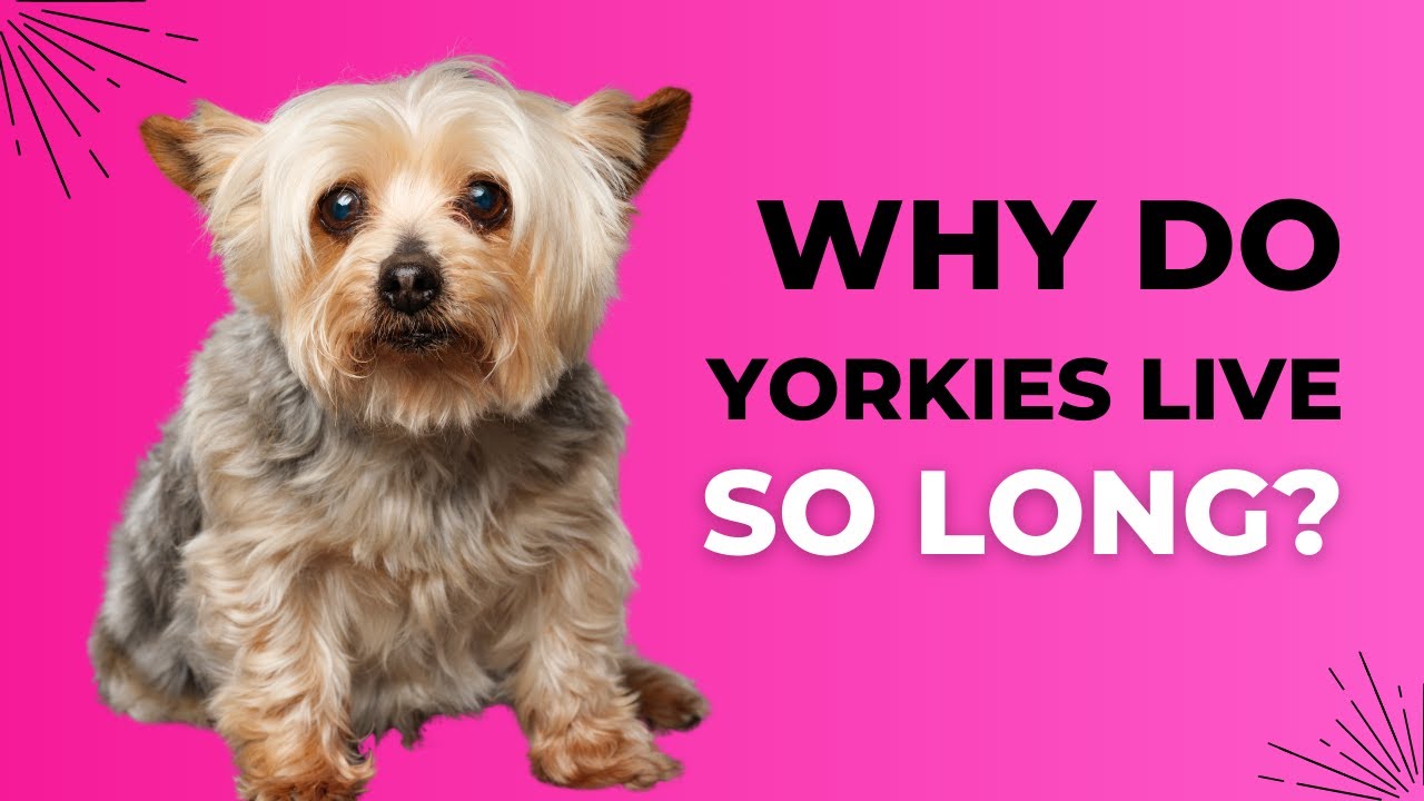 Why Do Yorkies Live So Long? Yorkie Lifespan Explained