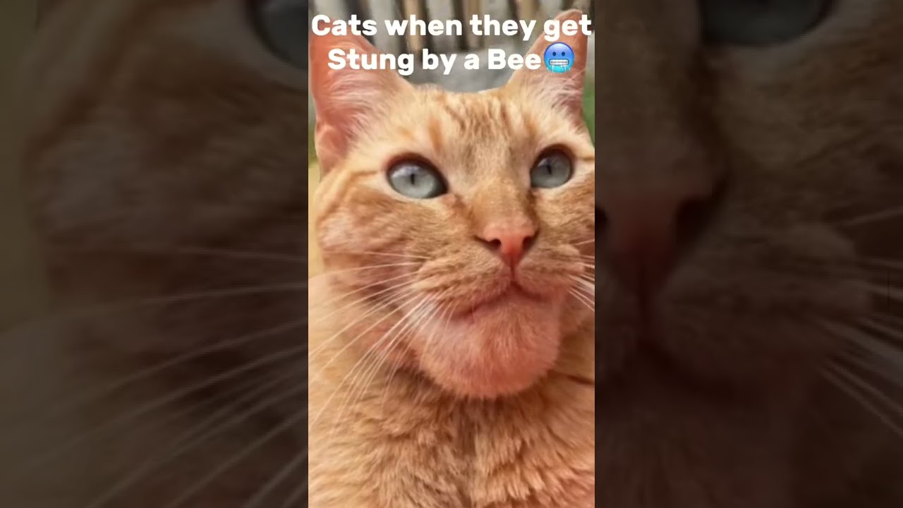 Dogs vs Cats when they get stung by a bee…