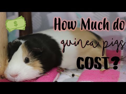 How Much Do Guinea Pigs Cost? ( Monthly & Weekly Costs)