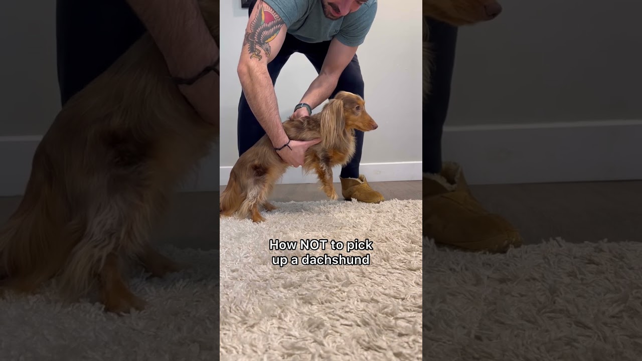 Did you know how? #dachshund #sausagedog #weinerdog #teckel #ivdd #puppy