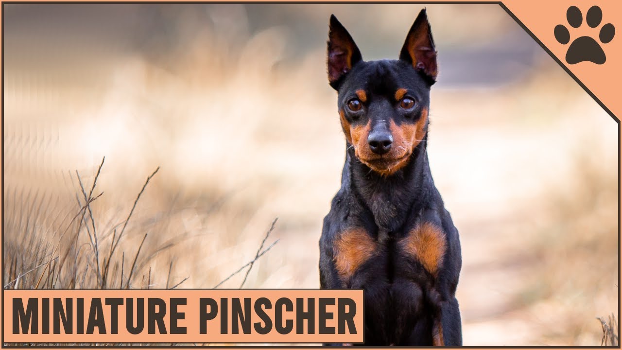 Miniature Pinscher Dog Breed Information