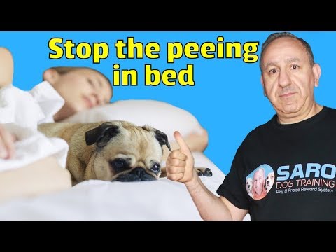 Why dogs pee in the bed and how to stop my dog from peeing in bed?