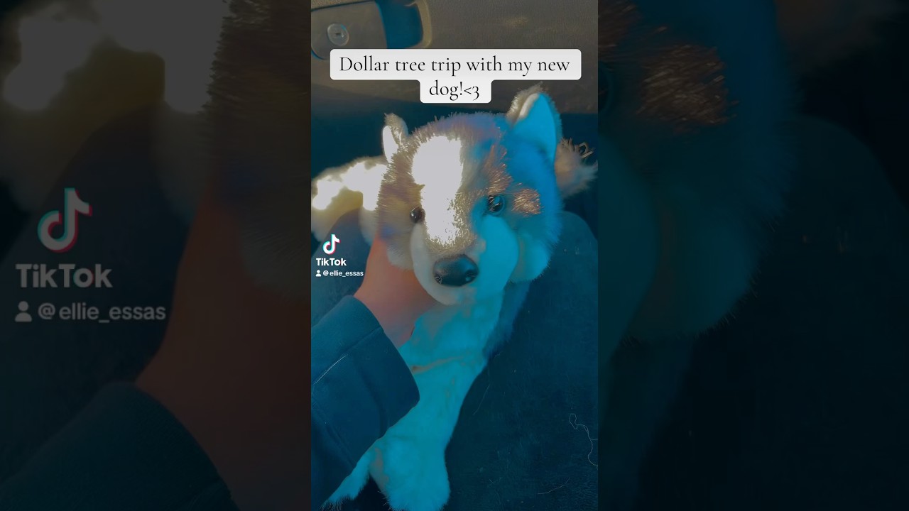 Dollar tree trip with new dog!✨🦊🐾#dogs #essa #essacommunity #fypシ゚viral