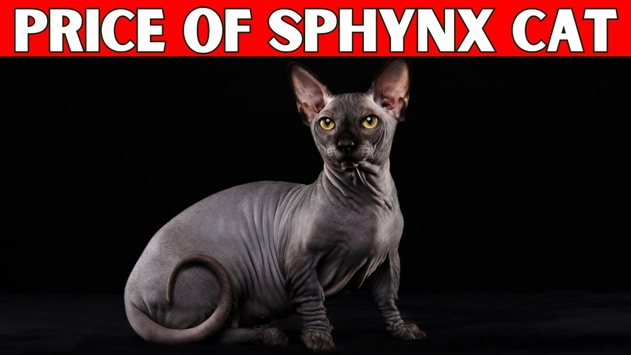 Price of Sphynx Cat | How Much is a Sphynx Cat?