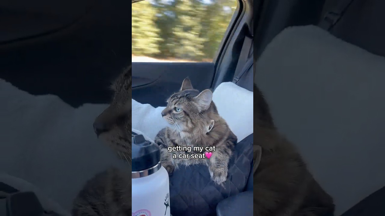Getting My Cat a Car Seat💕 #unboxing #amazon #asmr #catsofyoutube