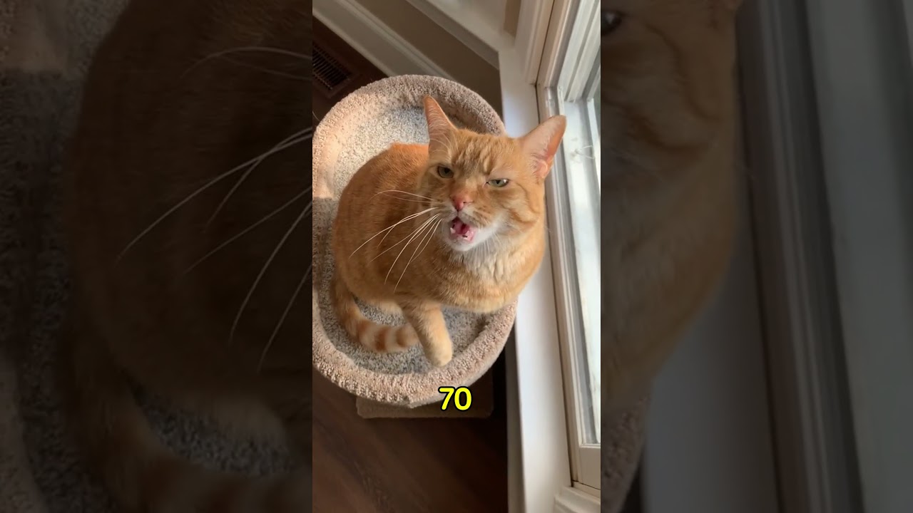 Cats vs Snakes: The Ultimate Survival Duel 🐍🆚🐈😱