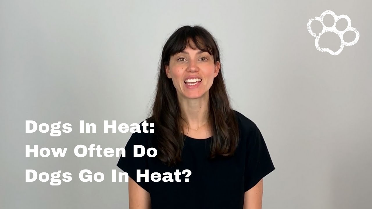 Female Dog Heat Cycles: How Often Do Female Dogs Go In Heat?