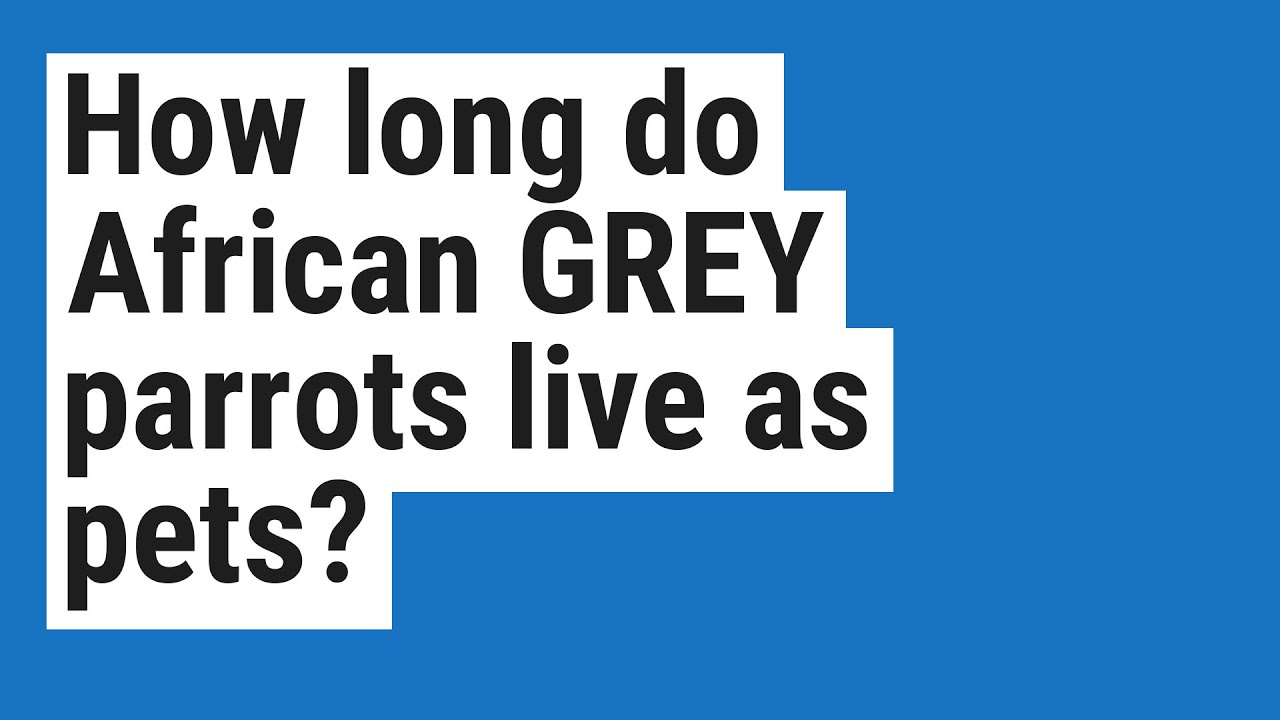 How long do African GREY parrots live as pets?