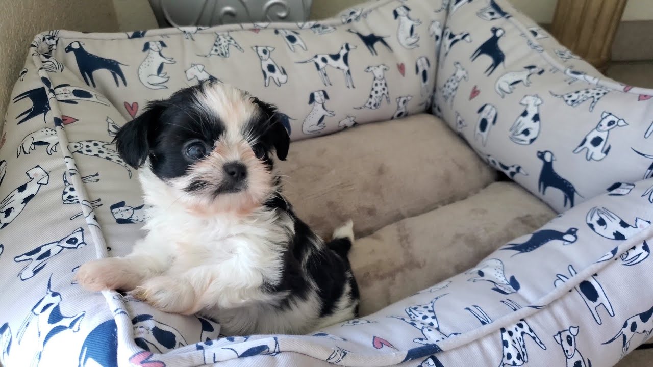 Black and White Shih Tzu Puppy | KissAble