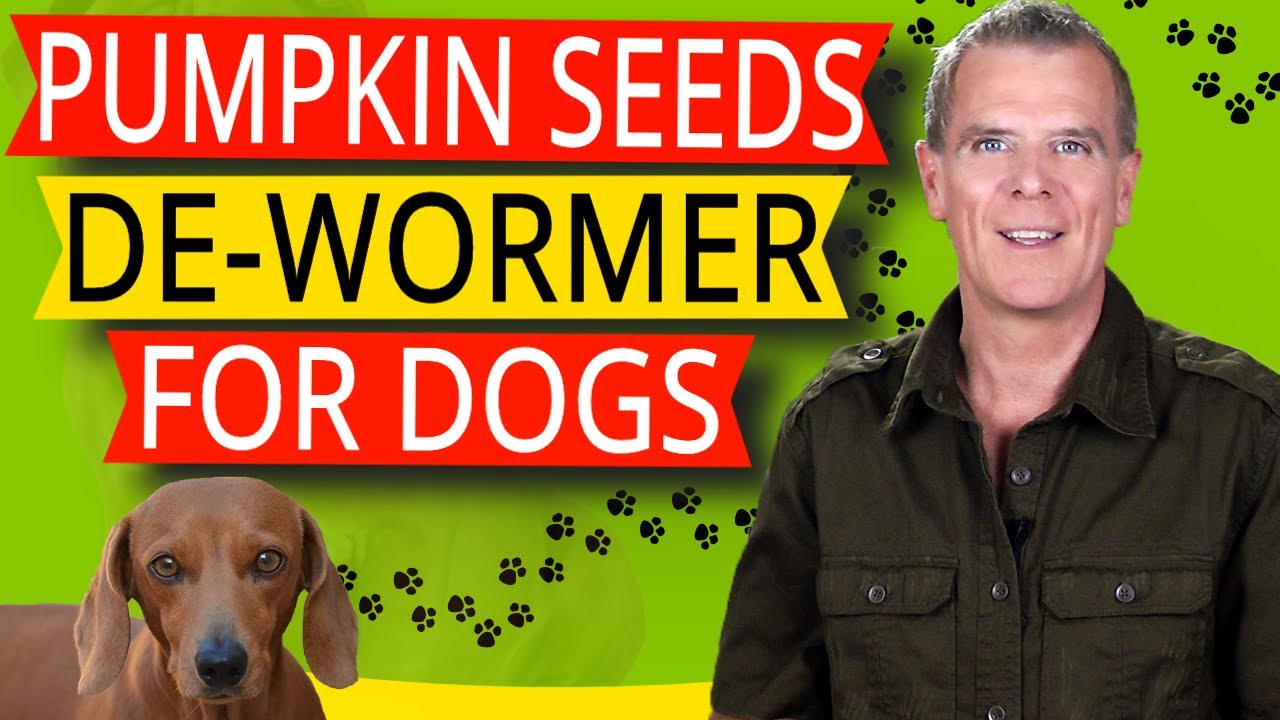 Pumpkin Seeds For Dogs (Treating & Preventing Worms in Dogs Naturally)