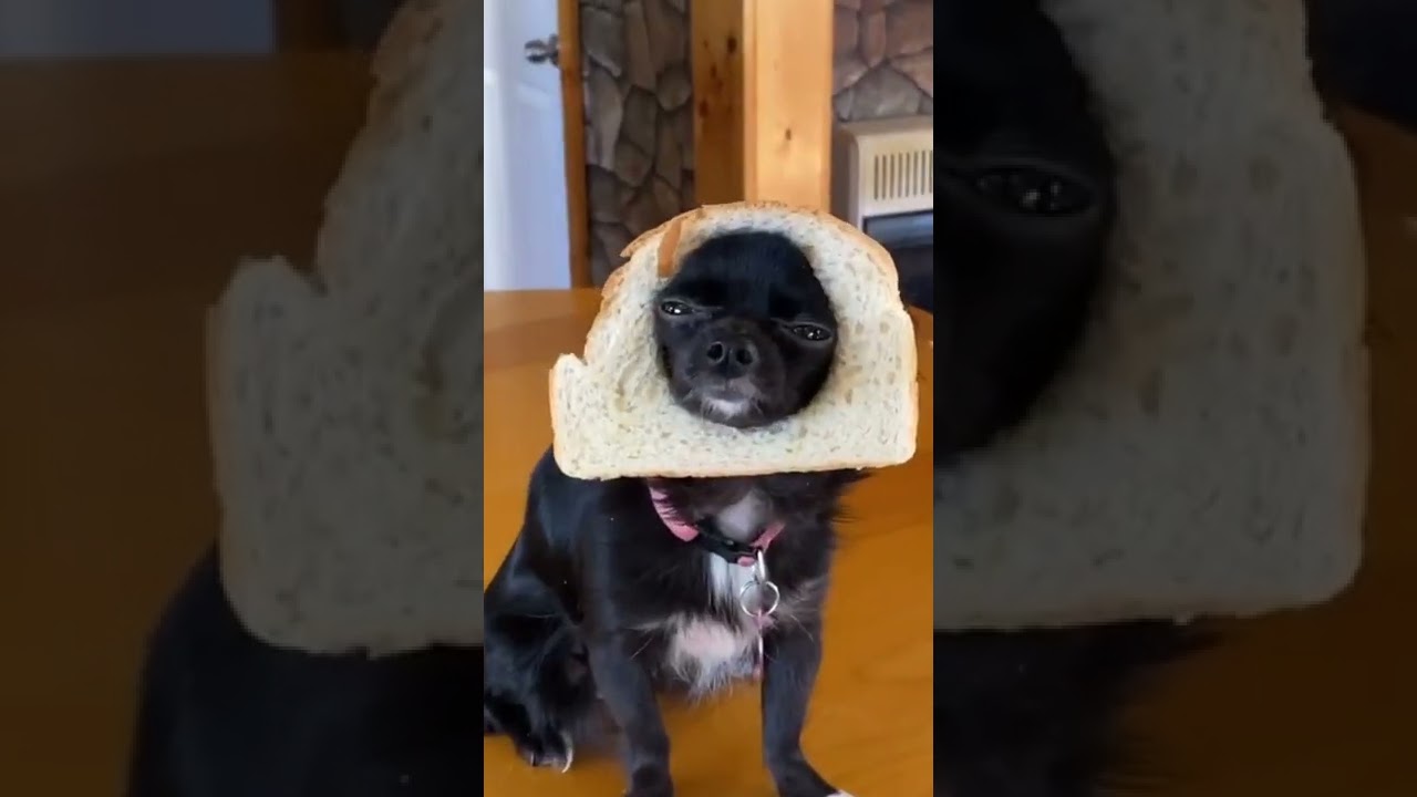 Bread Dozer 😂❤️
