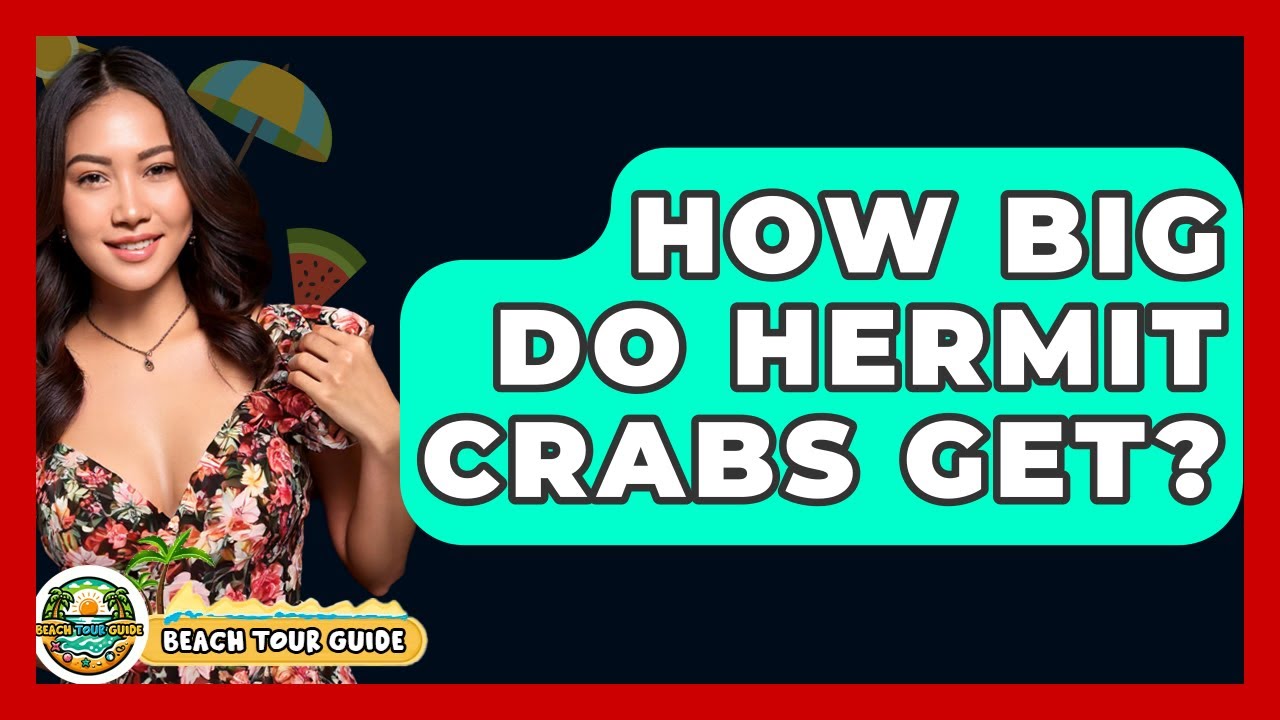 How Big Do Hermit Crabs Get? - Beach Tour Guide