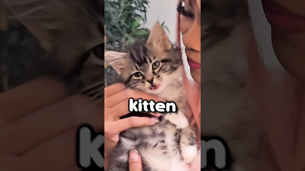 My Kitten's Name Reveal! #cat #cute #shorts