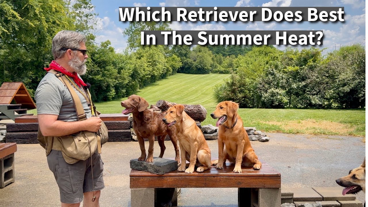 Chesapeake vs. Golden vs. Labrador: Which Retriever is Right for You, In A Warm Climate?