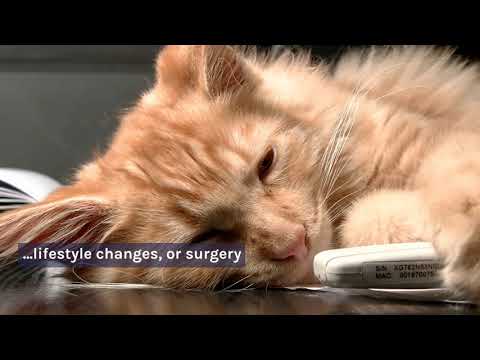 Why Is My Cat Snoring? Is It Normal?