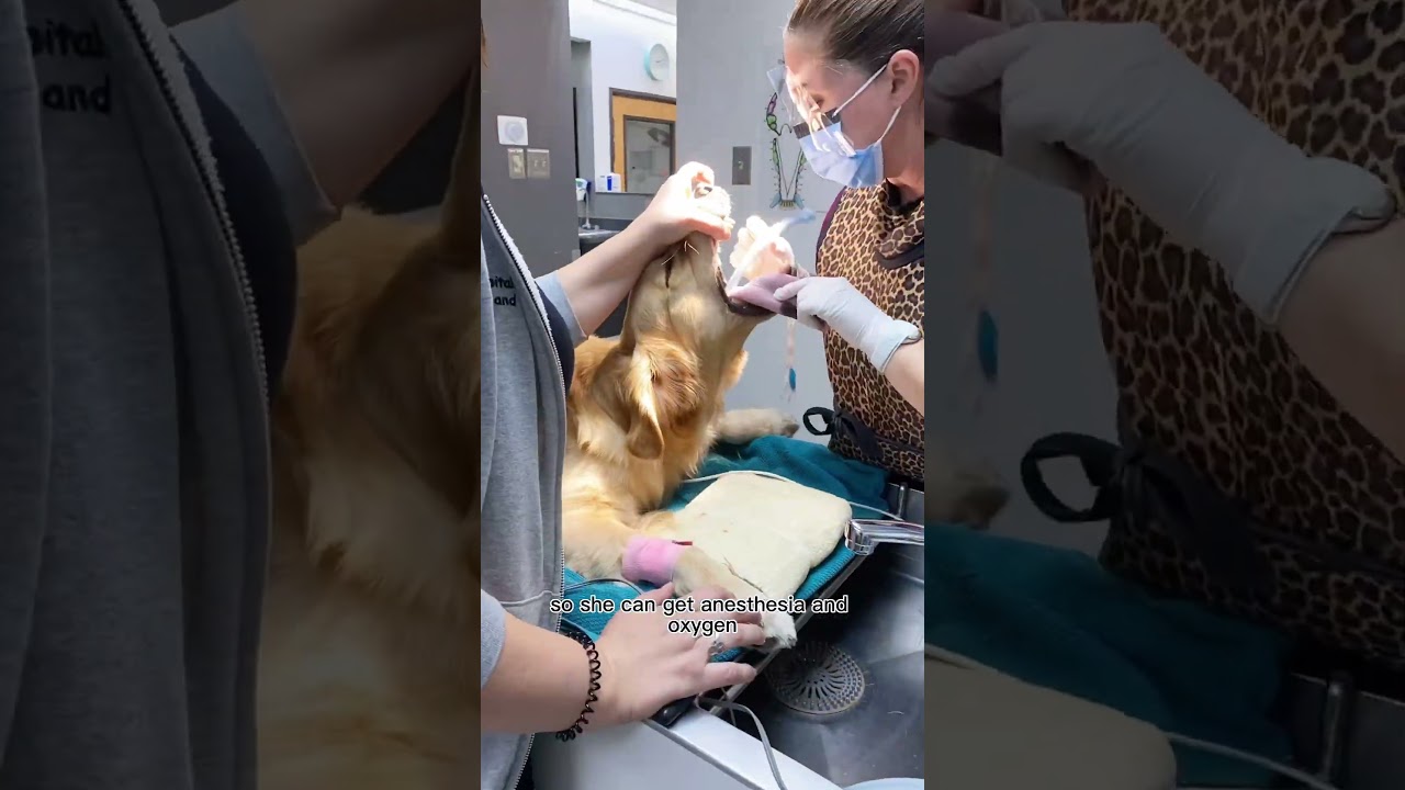 Here’s what happens when your dog’s teeth get cleaned at the vet office! 🦷 #dogs #dogcare #doggos