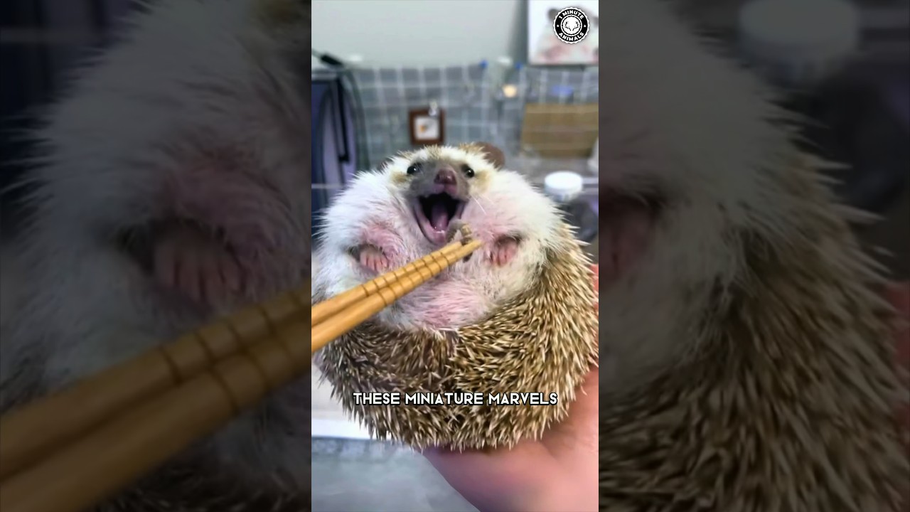 Hedgehog 🦔 CUTEST Pet EVER?