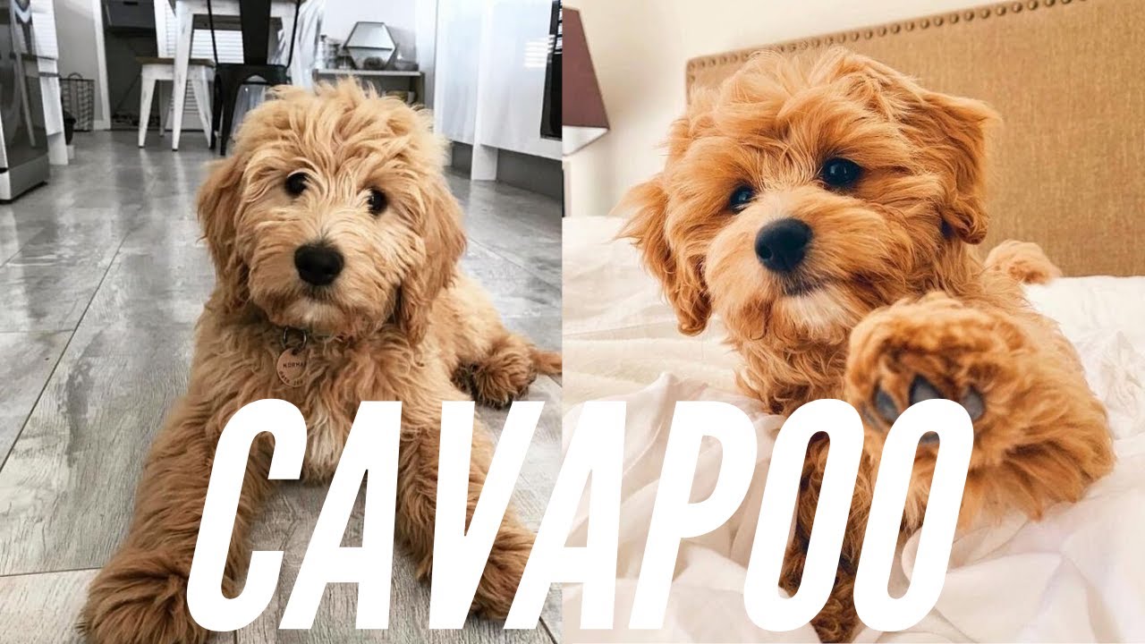 The Cavapoo: Everything You Need To Know About The Adorable Dog