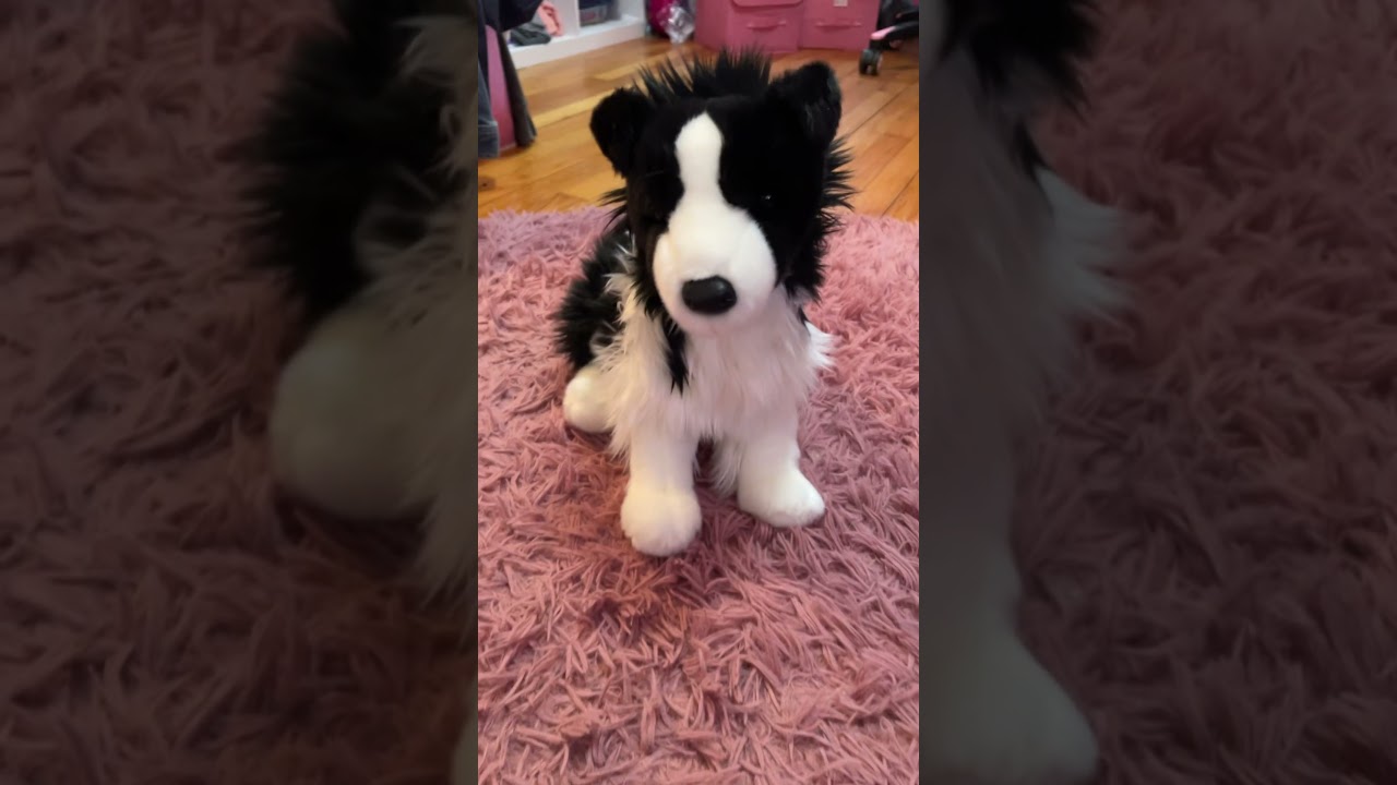 Unbox a package with me #dog #douglasdog #essa #douglasbordercollie #puppy #essaplushdog