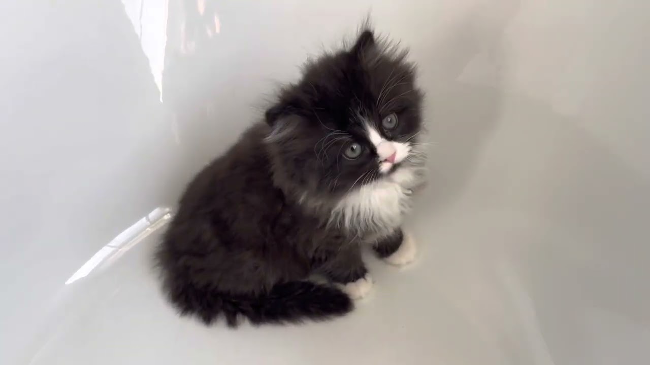 Adorable black tuxedo RagaMuffin kitten