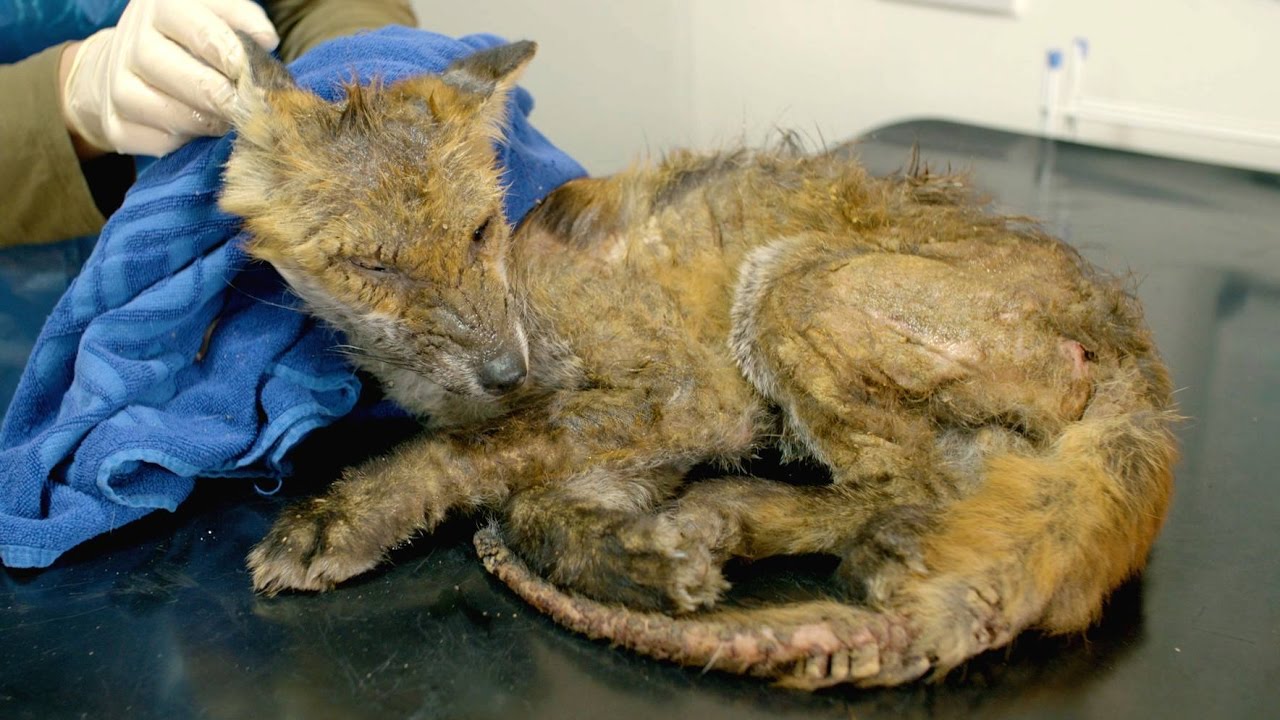 FOX MANGE - What is it and how can you help? (Sarcoptic Mange)